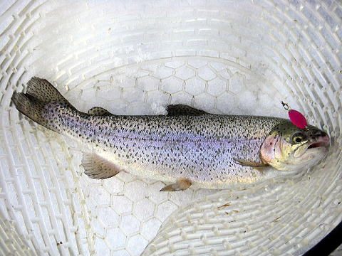 型・色ともになかなかのプロプーション